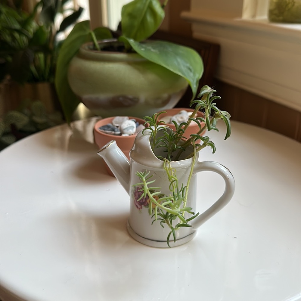 Tiny 🌱 Pitcher - Picture 2 of 6